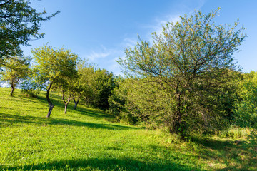 apple orchard on the hill in evening light. wonderful agricultural countryside scenery in summer. green grass and foliage beneath a blue cloudless sky