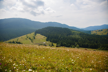 Fototapeta na wymiar cows graze in a meadow in the Carpathians mountains. Summer landscape with cow grazing on fresh green mountain pastures. cattle grazing high up in mountains. healthy food and ecology concept