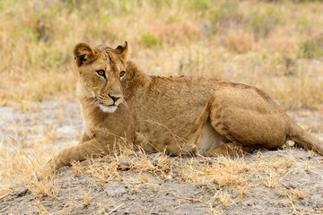 Fototapeta na wymiar Lioness (Panthera leo) in the Tarangire National Park