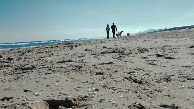 Pareja paseando a los perros por la playa