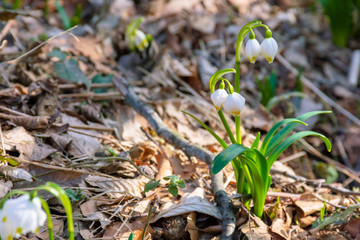 Naklejka na ściany i meble bunch of snow drop flowers in the woods. beautiful nature background in springtime. sunny weather. blurry background.
