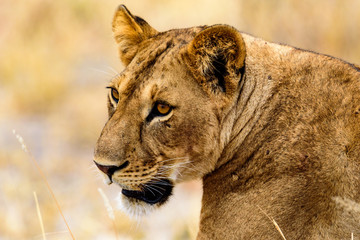 Head of a Lioness (Panthera leo) in the Tarangire National Park
