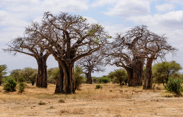 Fototapeta na wymiar Group of African Baobab trees .(Adansonia digitata) in the Tarangire National Park