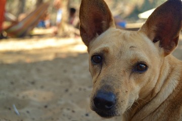 doggy at the beach