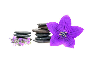 Fototapeta na wymiar lavender flowers, clematis and stones. Zen background 