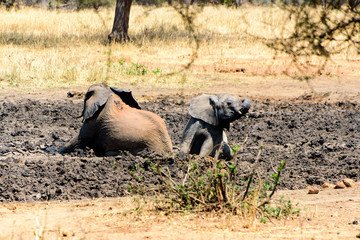 Adult and baby African elephant (Loxodonta africana) wallowing in a mud hole