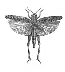 Illustration of insect prus or italian locust Caloptenus Itallicus in the old book The Encyclopaedia Britannica, vol. 14, by C. Blake, 1882, Edinburgh