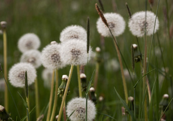 dandelion