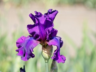 Multi-colored irises