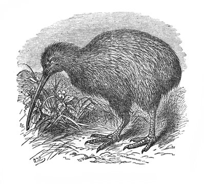 Illustration of a bird kiwi in the old book The Encyclopaedia Britannica, vol. 14, by C. Blake, 1882, Edinburgh