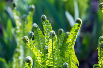 Young fern plants in nature. Spiral shape on young green plants in forest