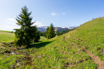 Fototapeta premium valley of borzhava mountain ridge in springtime. small brook among spruce trees on the green grassy meadow. beautiful rural landscape on a sunny day. snow on the summits