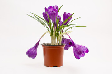 Fototapeta na wymiar Purple crocus flower in a pot on white background. Isolated crocus. Spring flower. Easter mood