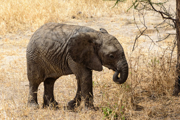 Fototapeta premium Baby African elephant (Loxodonta africana) crossing a gravel road
