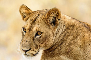 Head of a Lioness (Panthera leo) in the Tarangire National Park