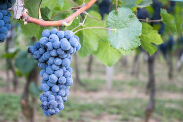 grapes on the vine