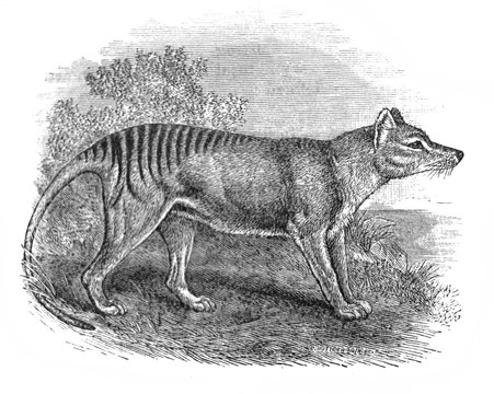 Illustration of wolf Tylacine Tylacinus cynocephalus in the old book The Encyclopaedia Britannica, vol. 15, by C. Blake, 1883, Edinburgh
