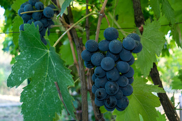 red grapes on the vine