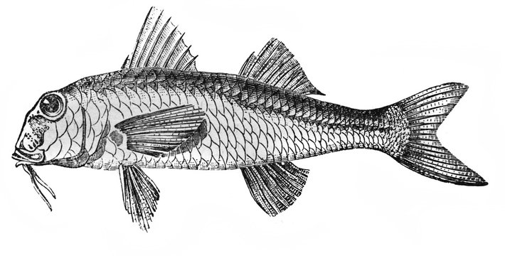 Illustration of the fish Red Mullet Mullus barbatus, with thoracic ventral fins in the old book The Encyclopaedia Britannica, vol. 12, by C. Blake, 1881, Edinburgh