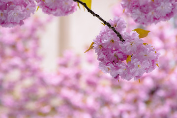 blossoming sakura tree background. beautiful pink flowers on the branches in spring