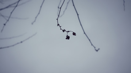 ciel, arbre, nature, hiver, bleu, blanc, câblage, branchages, neige, froid, glace, mouche, avion, volant, noir, crack, accordé, congeler, barbelé