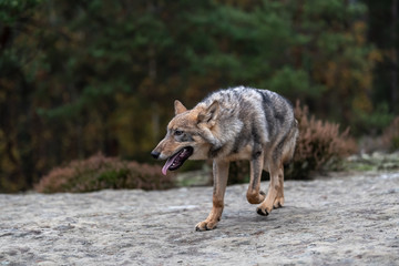 Lone wolf running in autumn forest Czech Republic