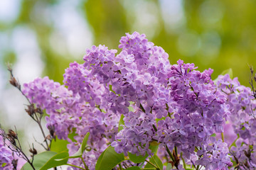 pink lilac flowers closeup on a branch. beautiful blurred background of blossoming garden in springtime
