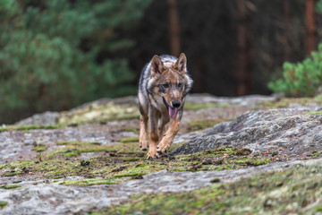 Lone wolf running in autumn forest Czech Republic