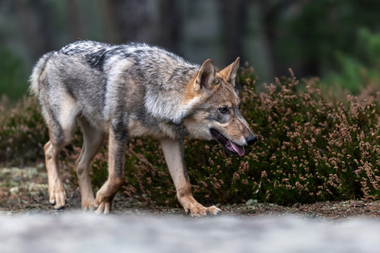 Lone wolf running in autumn forest Czech Republic