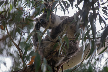 Koala at Kennett River