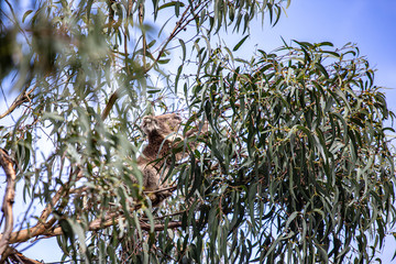 Koala at Kennett River