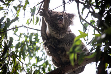 Koala at Kennett River