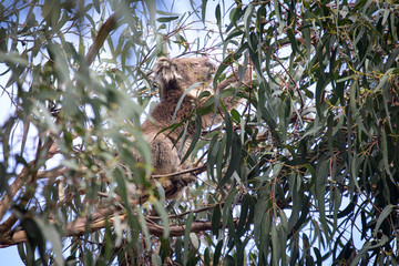 Koala at Kennett River