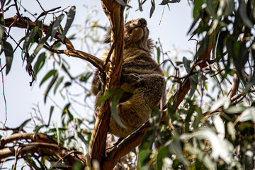 Koala at Kennett River