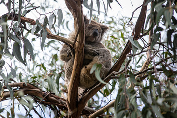 Koala at Kennett River