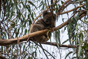 Koala at Kennett River