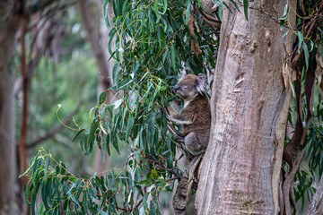 Koala at Kennett River