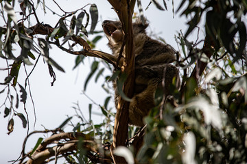 Koala at Kennett River