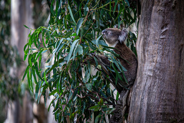 Koala at Kennett River