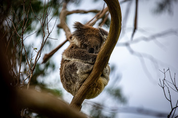 Koala at Kennett River