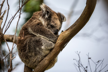 Koala at Kennett River