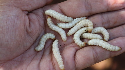 Omphisa fuscidenttalis Hampson is an edible worm that lives in bamboo.