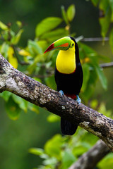 Ramphastos sulfuratus, Keel-billed toucan The bird is perched on the branch in nice wildlife natural environment of Costa Rica
