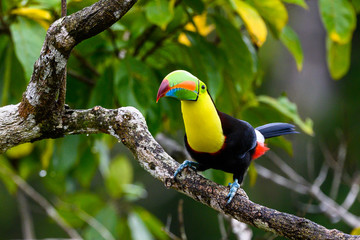 Ramphastos sulfuratus, Keel-billed toucan The bird is perched on the branch in nice wildlife natural environment of Costa Rica