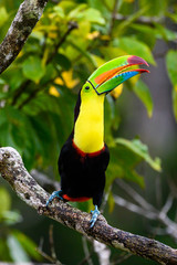 Ramphastos sulfuratus, Keel-billed toucan The bird is perched on the branch in nice wildlife natural environment of Costa Rica