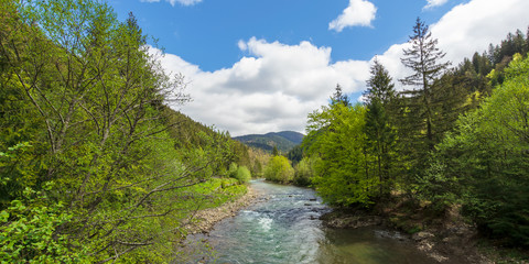 Fototapeta na wymiar mountain river among the forest in spring. trees, grass and stoner on the shore. beautiful nature landscape. wonderful sunny weather with gorgeous sky