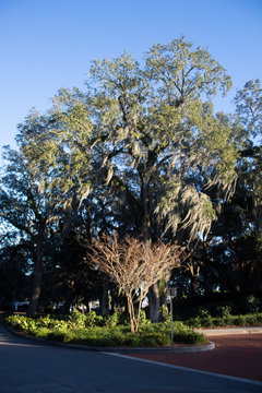 Tree in Parking Lot Charleston, SC