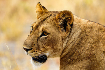 Head of a Lioness (Panthera leo) in the Tarangire National Park