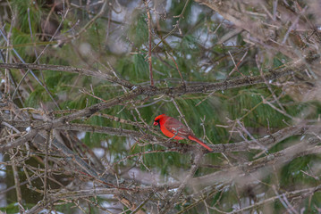 Red Northern Cardinal perched on tree branch on winter day in forest