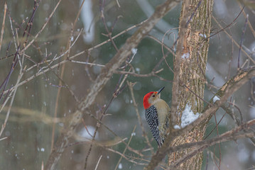 Red breasted woodpecker perched on tree in forest on snowy winter day